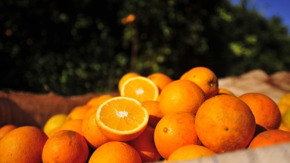 Preço da laranja se mantém firme no mercado paulista, diz Cepea